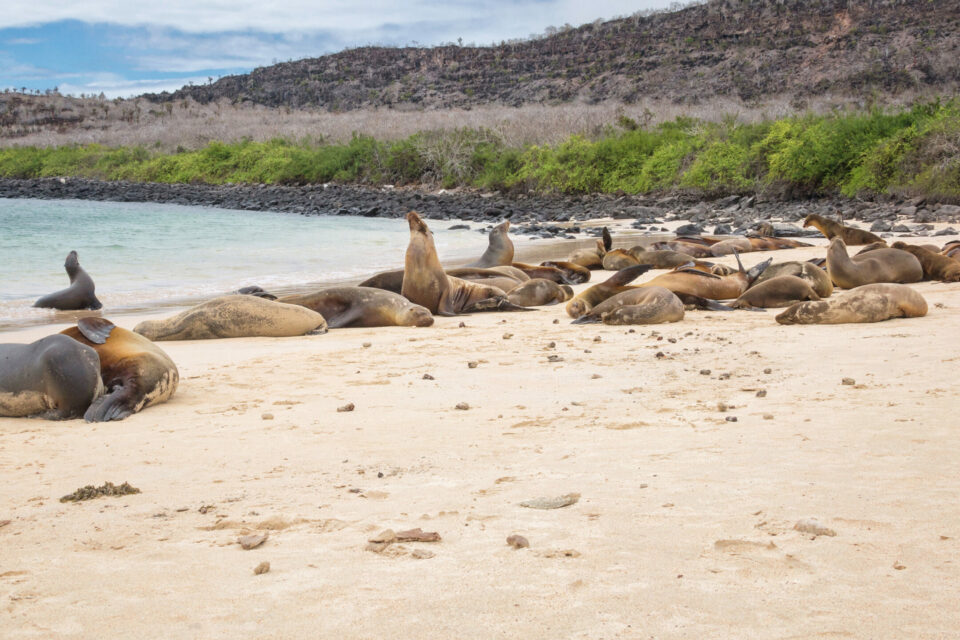 Sea lions on Santa Fe island