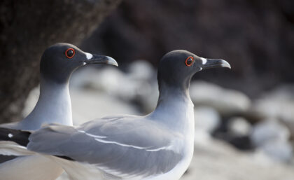 Swallow-tailed gulls on Genovesa