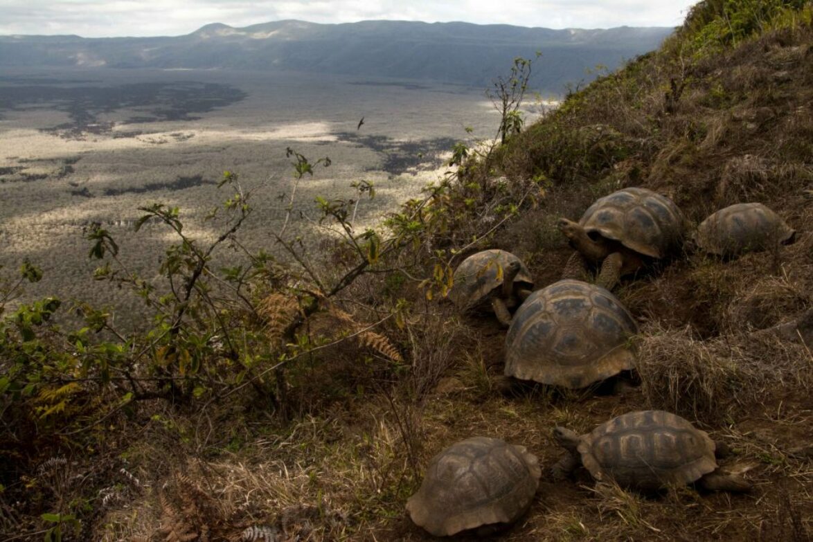 Tortoises on the slopes of Alcedo volcano, Isabela