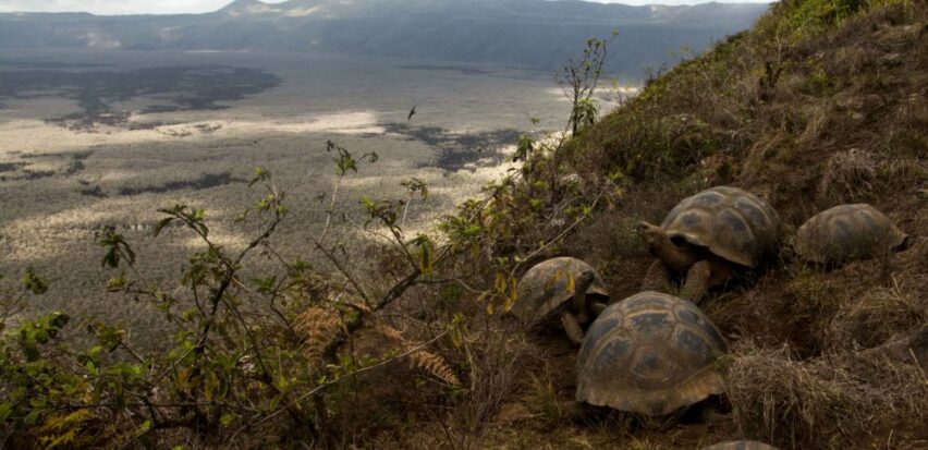 Tortoises on the slopes of Alcedo volcano, Isabela