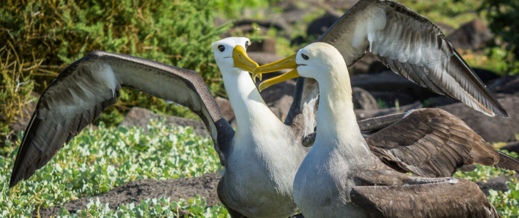 Waved albatross on Española