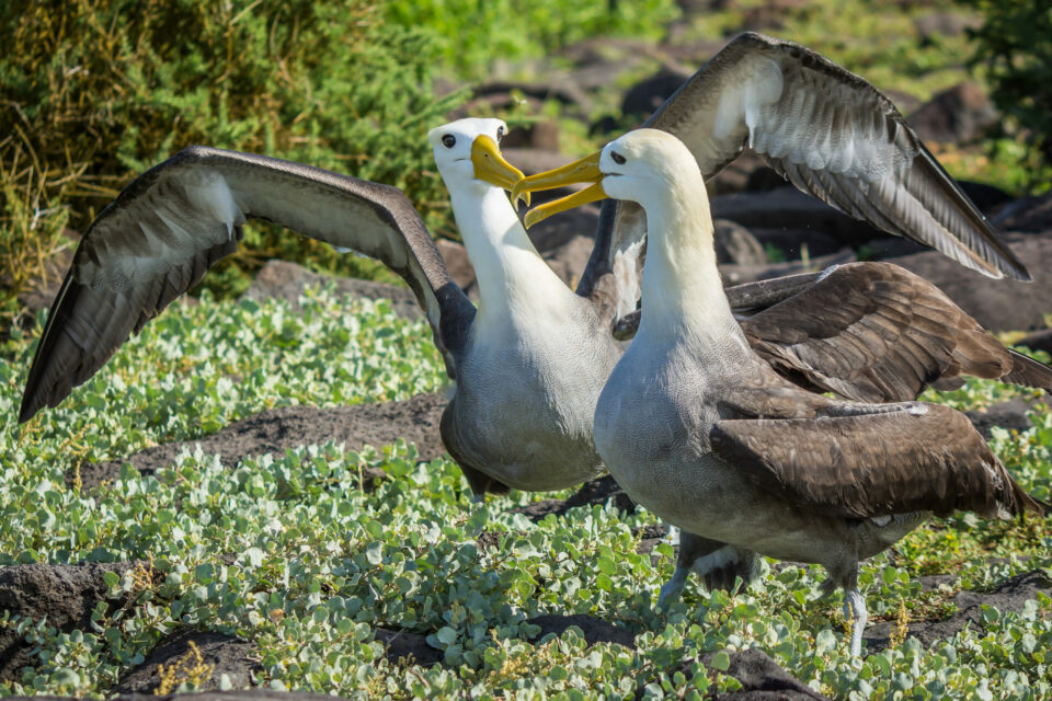Waved albatross on Española