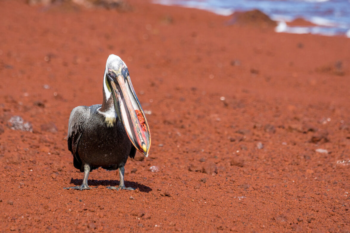 Brown pelican on Rabida island, Galapagos