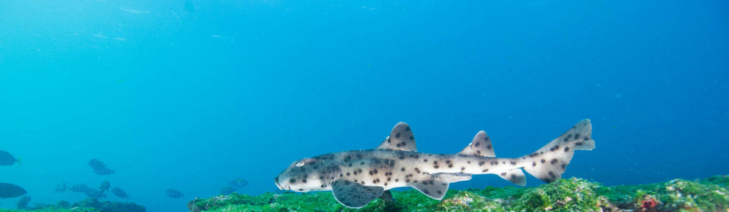 Galapagos bullhead shark