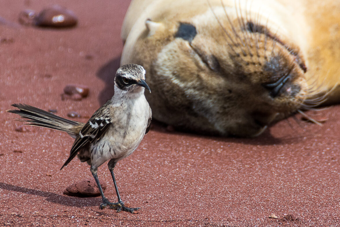 Galapagos mockingbird on Rabids