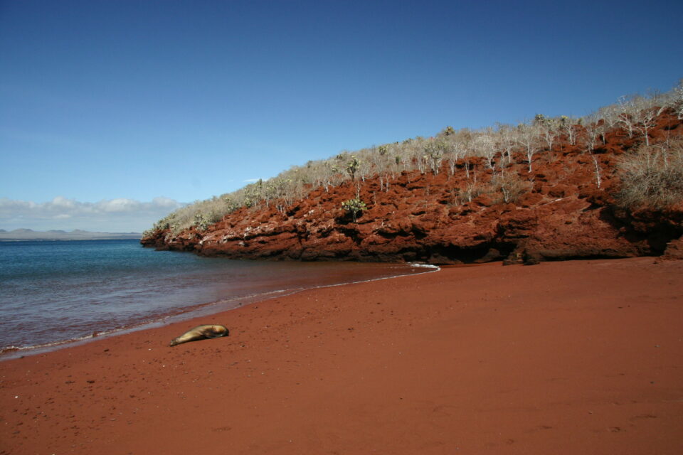 Galapagos sea lion on red sand beach, Rabida
