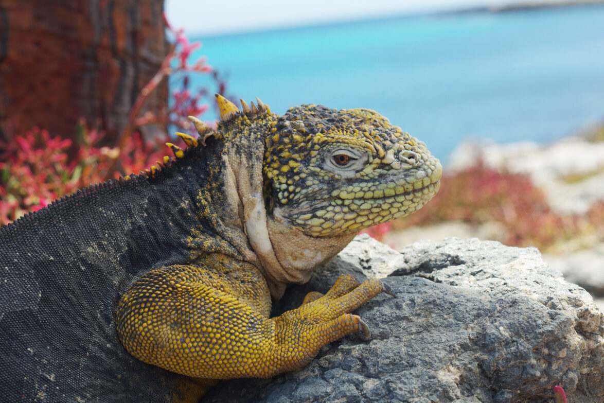 Hybrid iguana on South Plaza, Galapagos