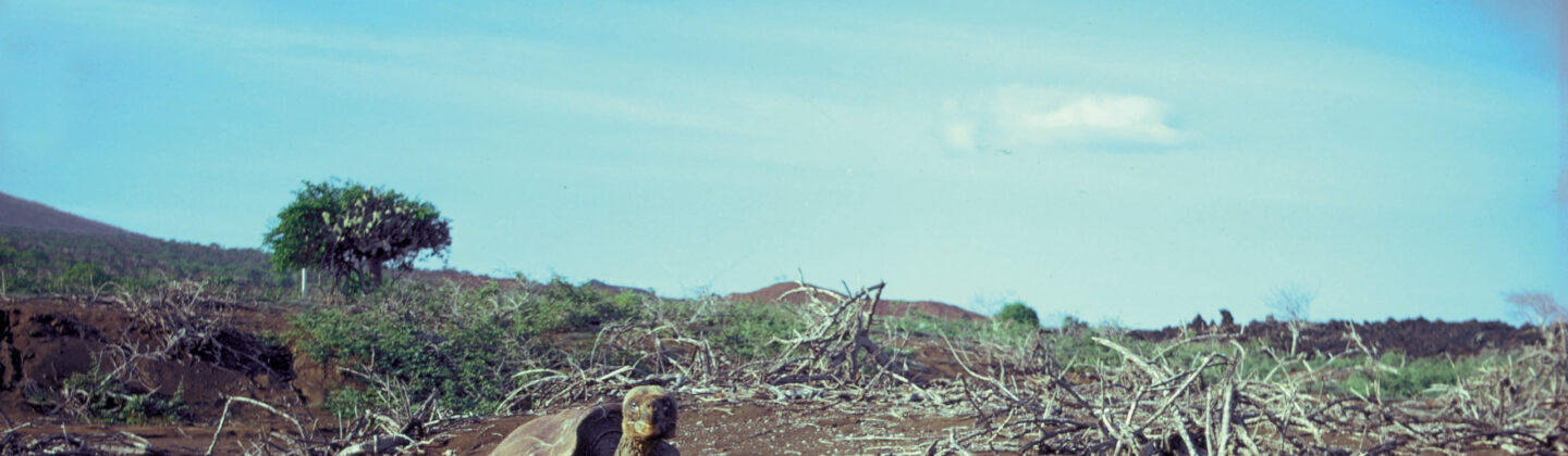 Lonesome George on Pinta island