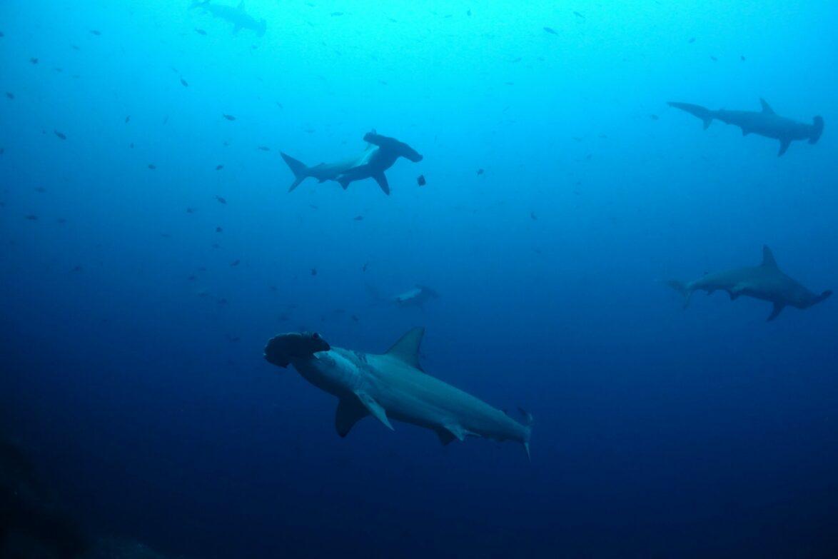 Scalloped hammerheads off Wolf island, Galapagos