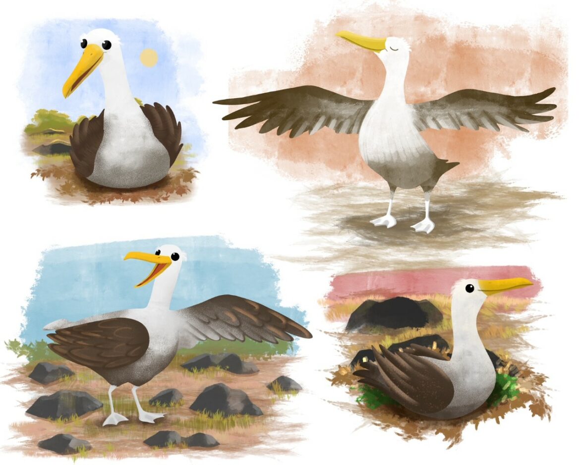 Alberto the Waved Albatross character sketches