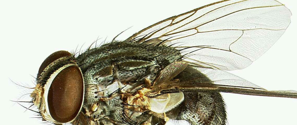 Avian vampire fly (Philornis downsi)