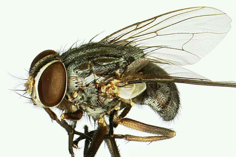Avian vampire fly (Philornis downsi)