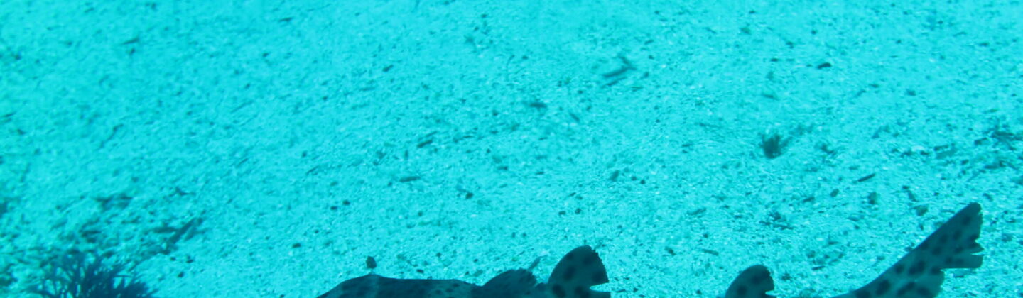 Galapagos bullhead shark
