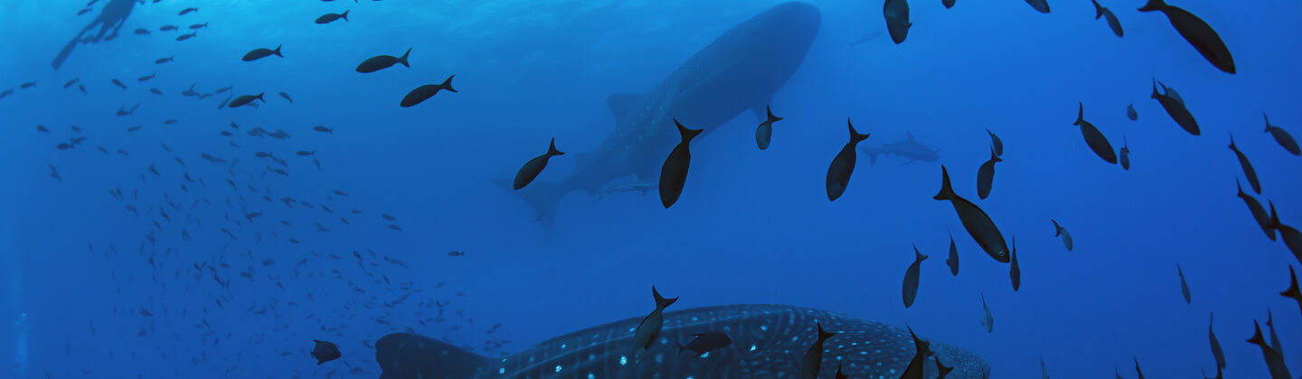 Two whale sharks in Galapagos