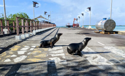 Galapagos sea lions crossing the road in Isabela