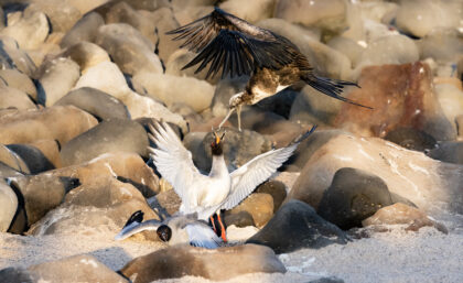 Great frigatebird attacking swallow-tailed gull