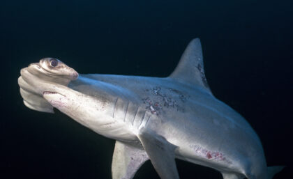 Injured hammerhead shark off Darwin island