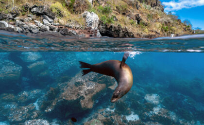 Galapagos sea lion, San Cristobal