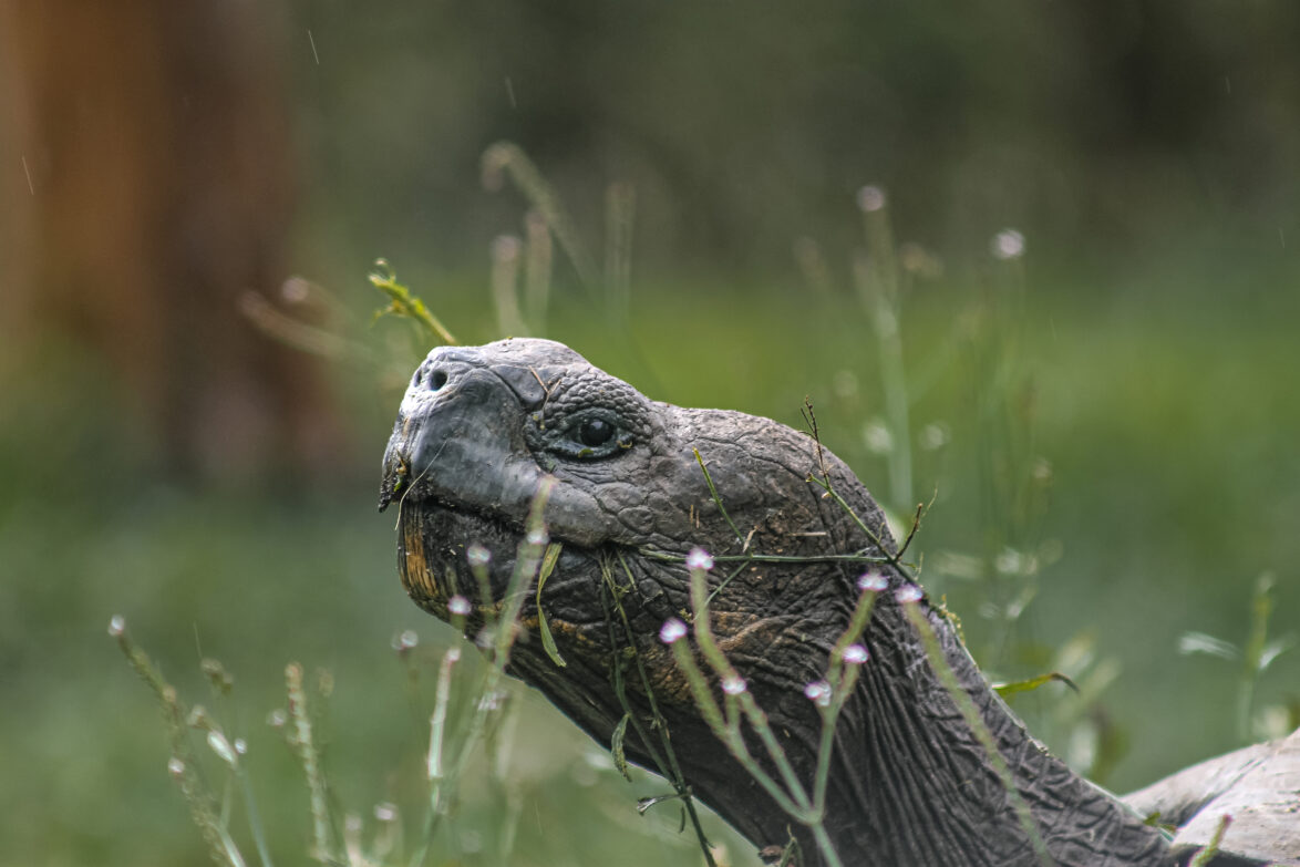 Galapagos giant tortoise amongst vegetation