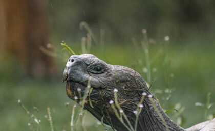 Galapagos giant tortoise amongst vegetation