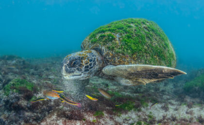 Green sea turtle with moss-covered shell off San Cristobal