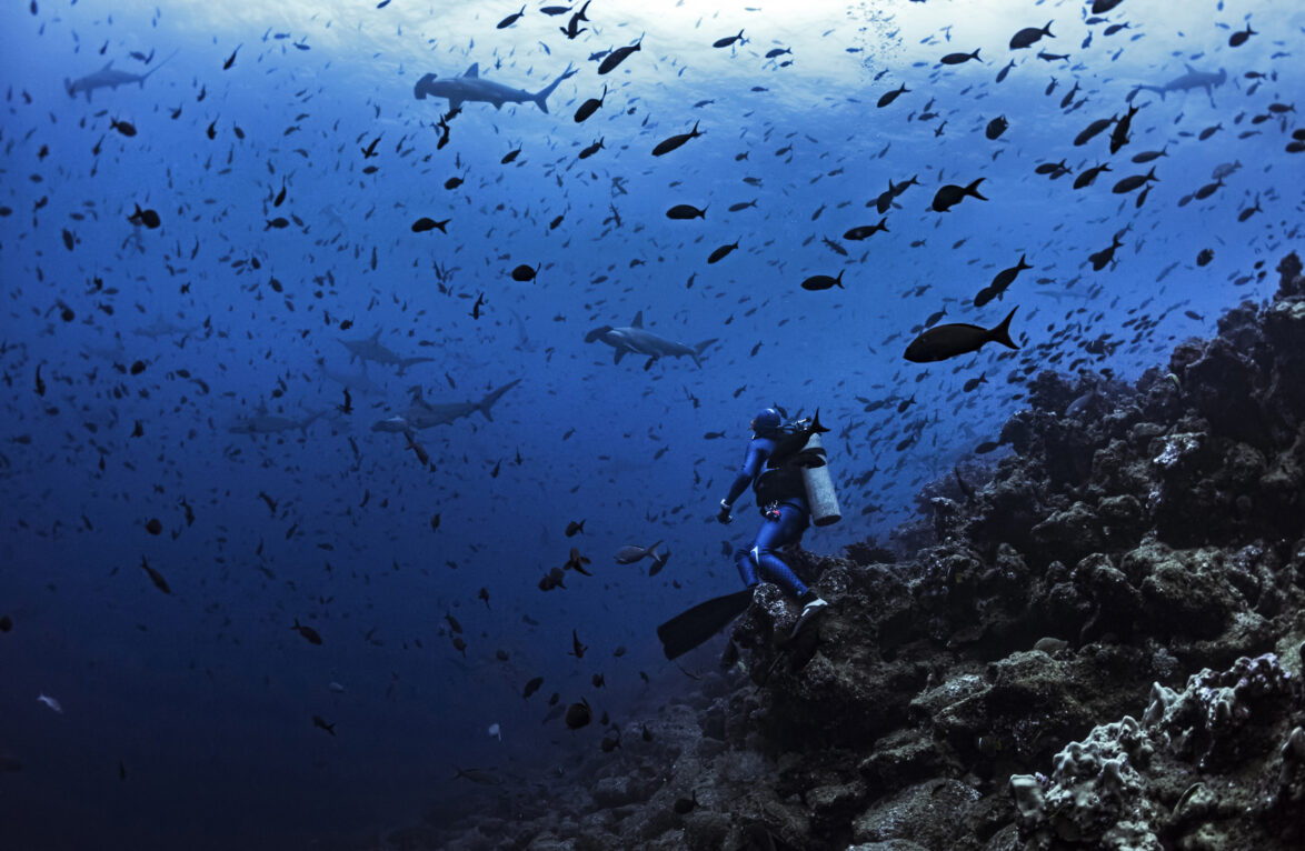Diver with hammerhead sharks off Darwin island, Galapagos