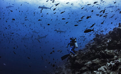 Diver with hammerhead sharks off Darwin island, Galapagos