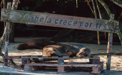 Galapagos sea lion snoozing on a bench, Isabela island