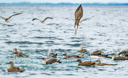 Blue-footed booby diving for food off Isabela island