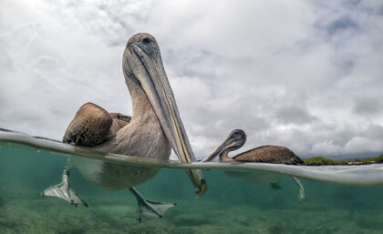 Pelicans in Galapagos