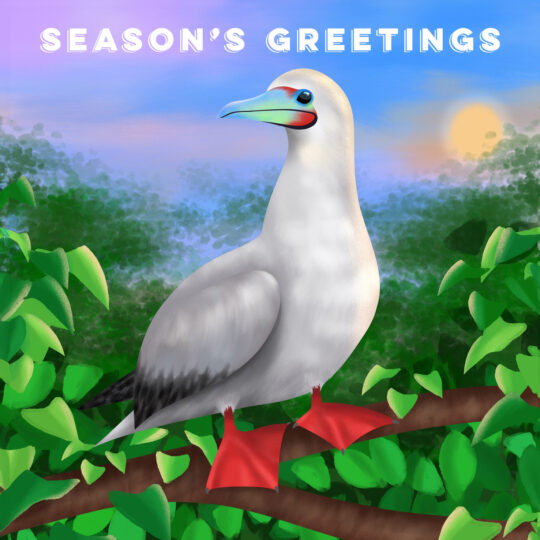 Red-footed booby Christmas card - 'Season's Greetings'