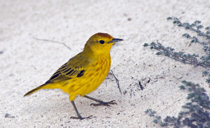 Yellow warbler on the beach