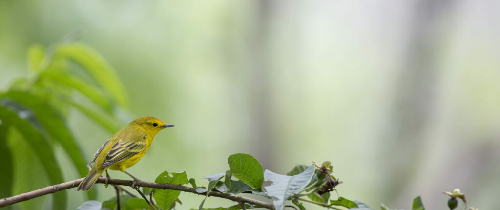 Yellow warbler in Galapagos