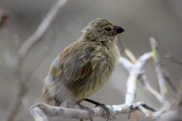 Large tree finch