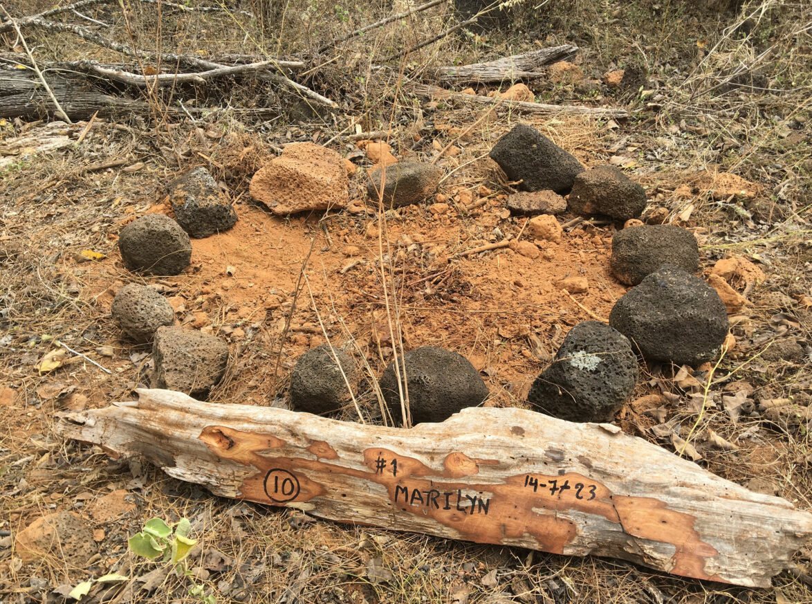 A tortoise nest identified by the GTMEP team