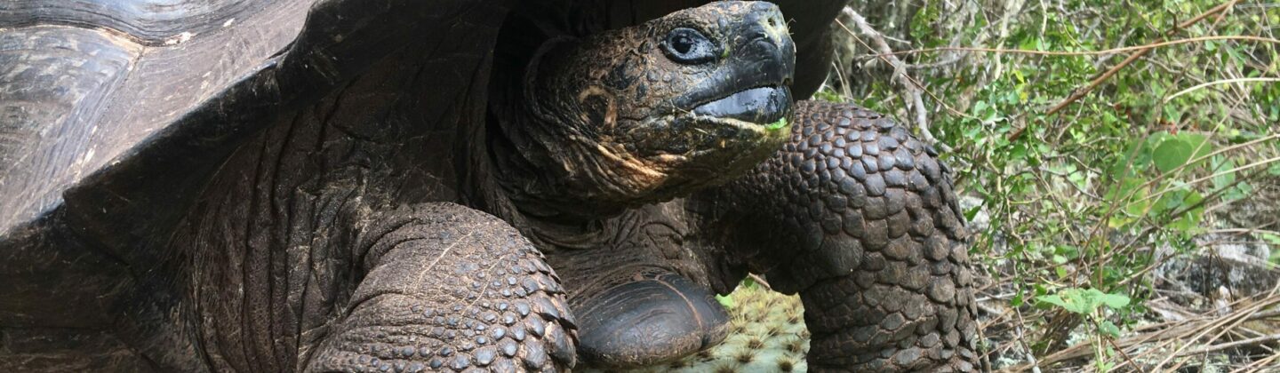 Galapagos giant tortoise eating cactus pad