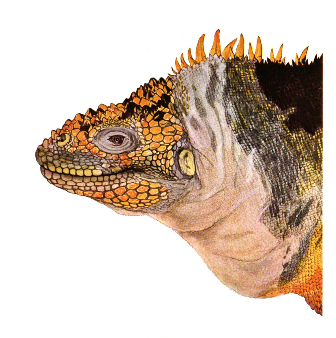 Isabel Cooper's illustration of a Galapagos land iguana from 'Galapagos: World's End'
