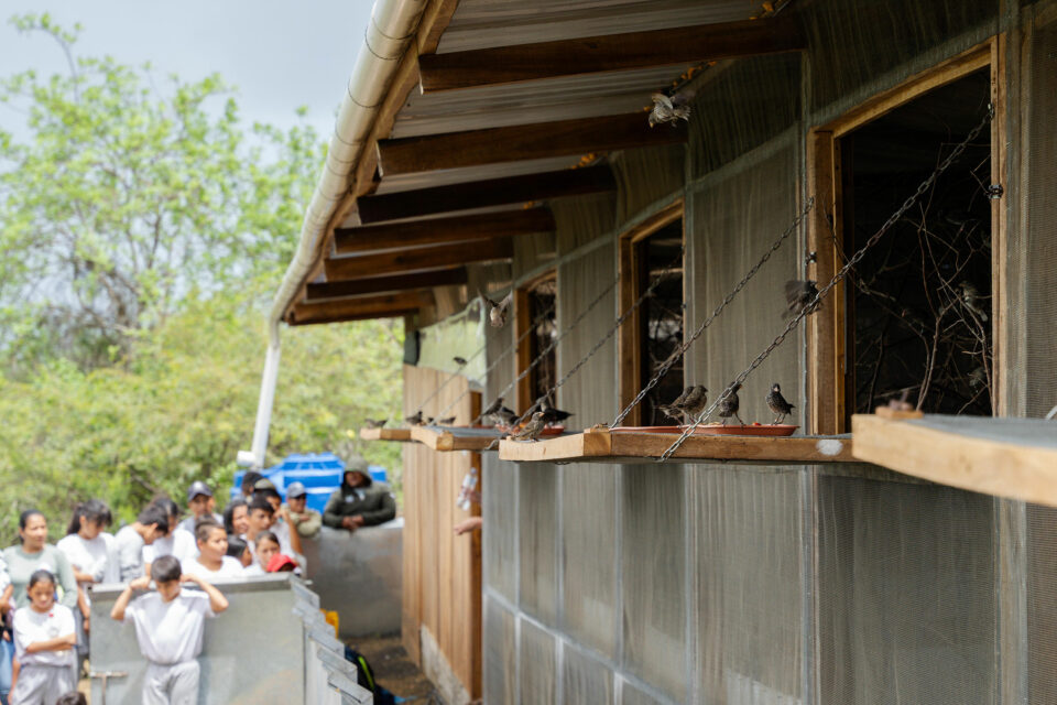 Darwin's finches are released from aviaries on Floreana island