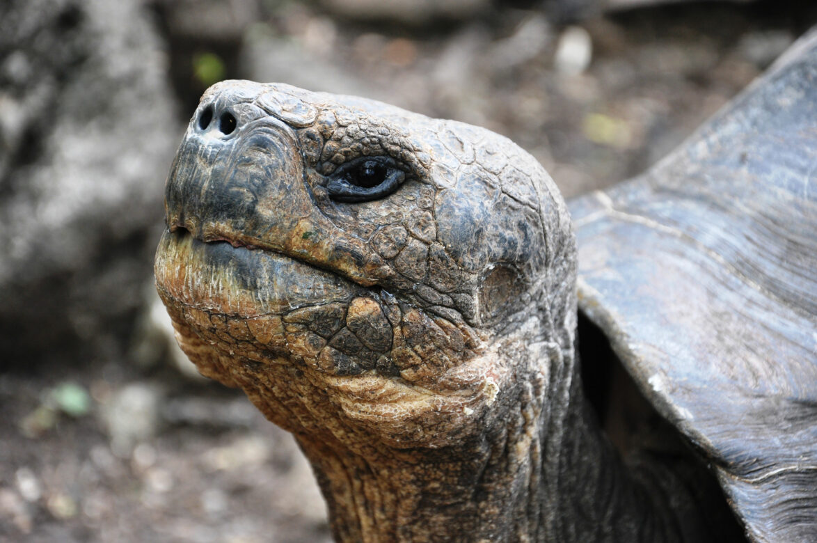 Floreana giant tortoise