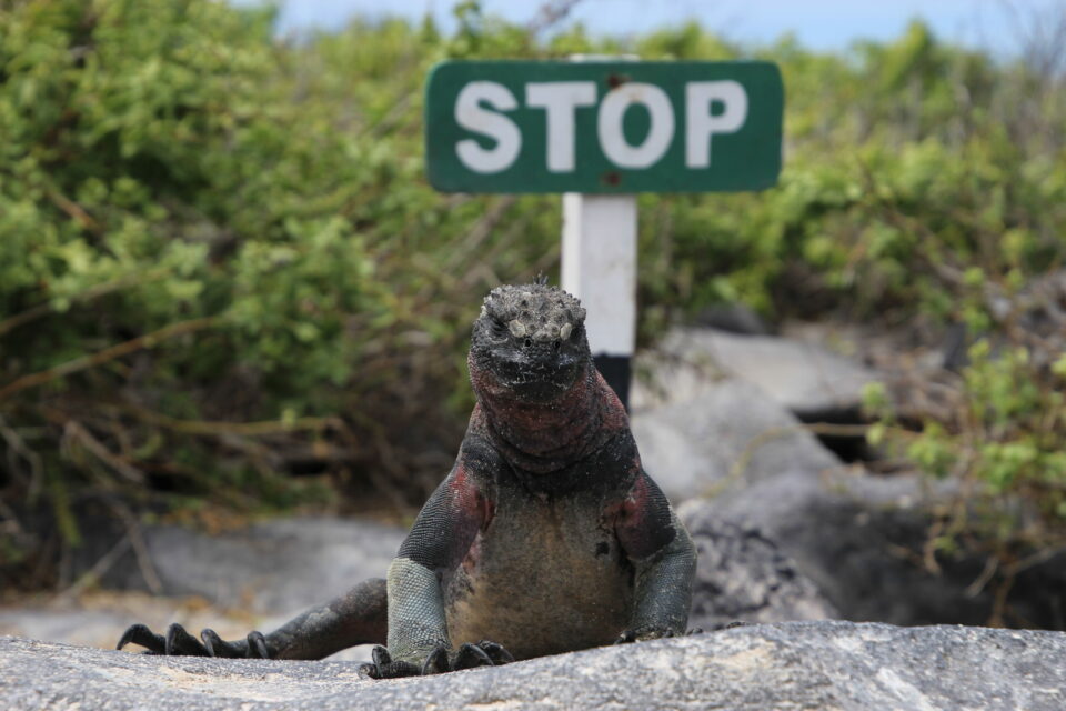 Galapagos marine iguana and stop sign