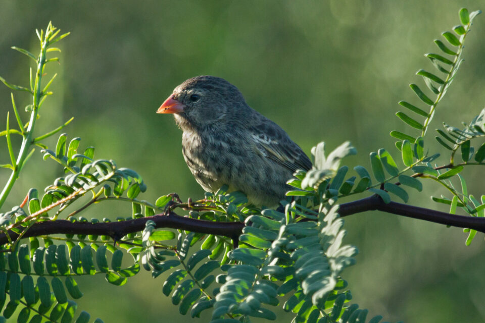 Small ground finch released on Floreana island, February 2024