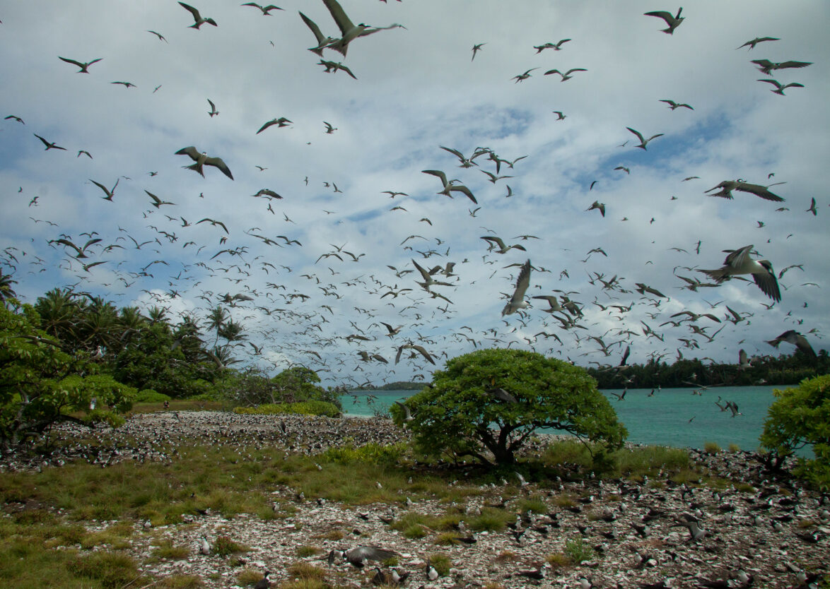 Sooty tern nesting site, Palmyra Atoll