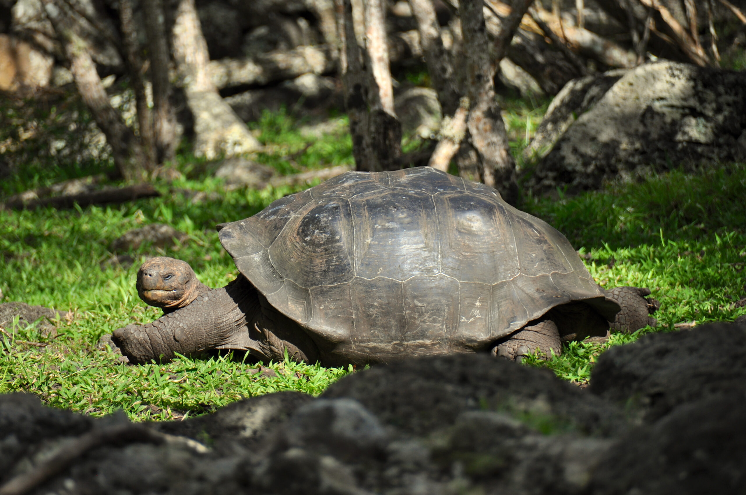 The return of the Floreana giant tortoise - Galapagos Conservation Trust