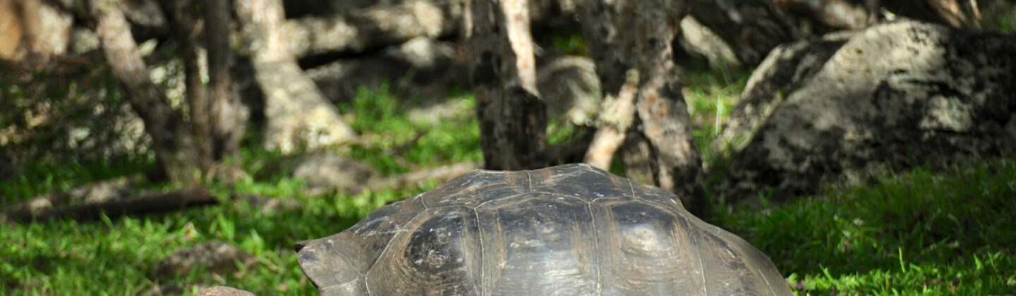 Floreana giant tortoise