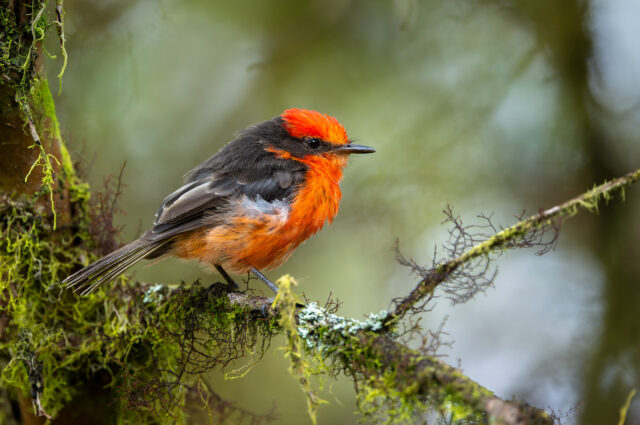 Little vermilion flycatcher in Galapagos