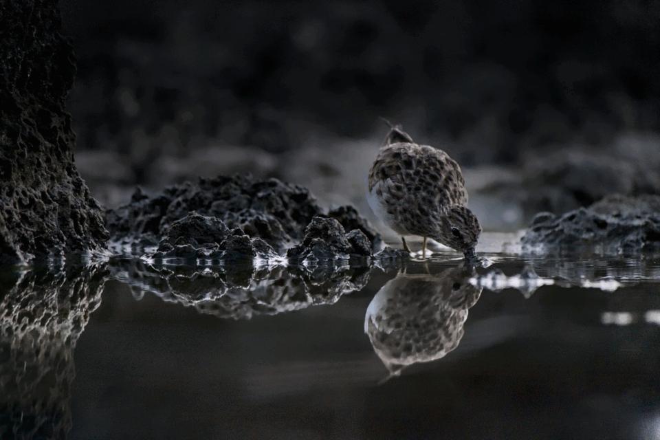 'Mirror image' © Johannes Ploderer - 3rd place overall & 2nd place: Birds of Galapagos 'Mirror image' © Johannes Ploderer - 3rd place overall & 2nd place: Birds of Galapagos