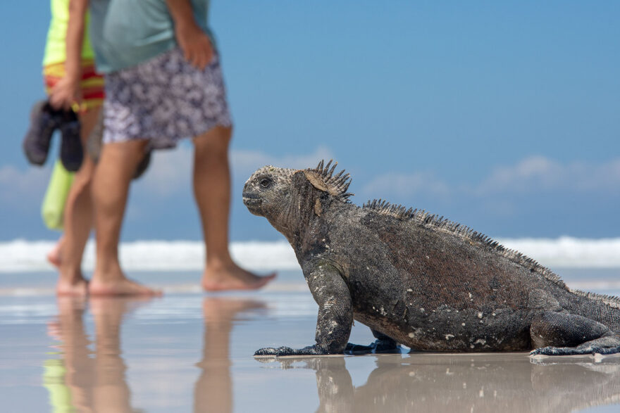 Marine iguana and tourists on a beach in Galapagos