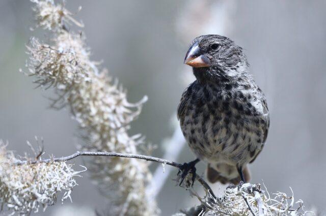 Medium ground finch in Galapagos