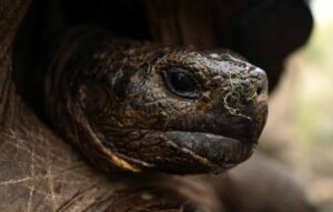 A Galapagos giant tortoise in Cerro Fatal, Santa Cruz