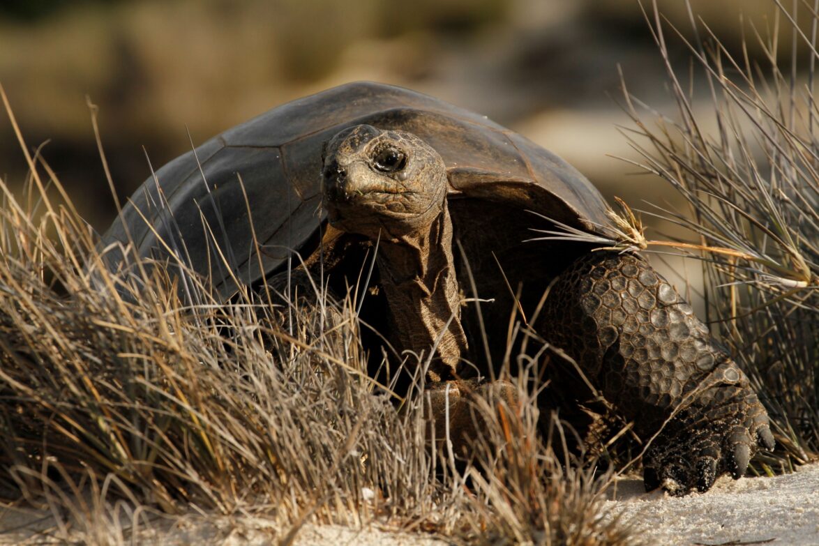 Aldabra giant tortoise on Aldabra atoll - Rich Baxter Aldabra giant tortoise on Aldabra atoll